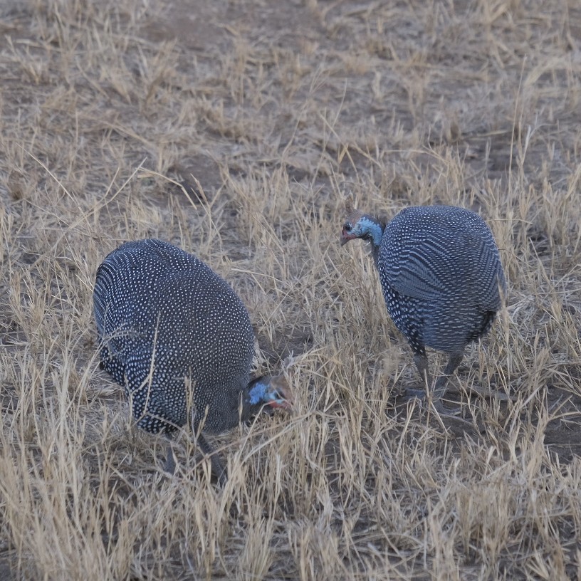 Helmeted Guineafowl - ML608298356