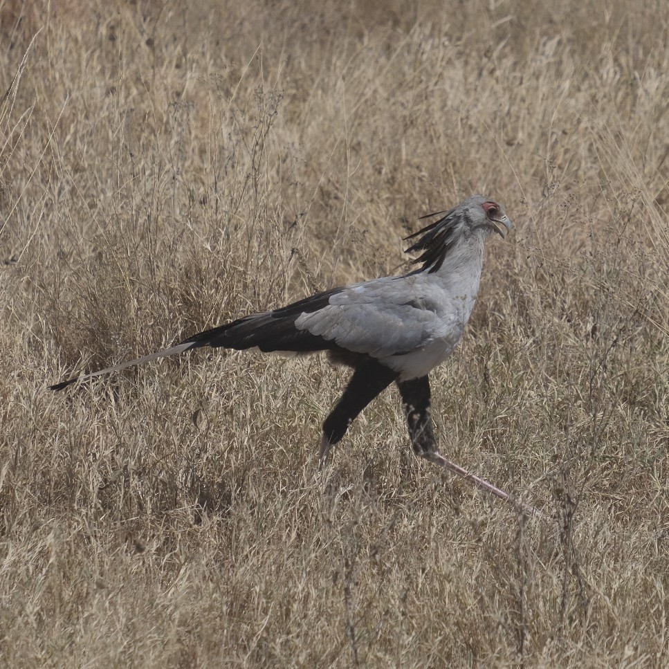 Secretarybird - ML608298372