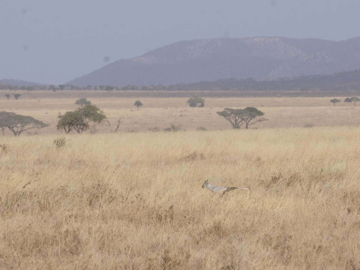Secretarybird - ML608298373