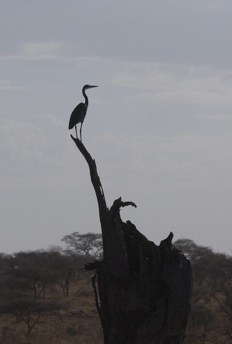 Black-headed Heron - ML608298380