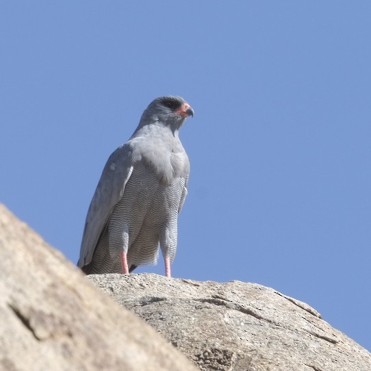 Eastern Chanting-Goshawk - ML608298394