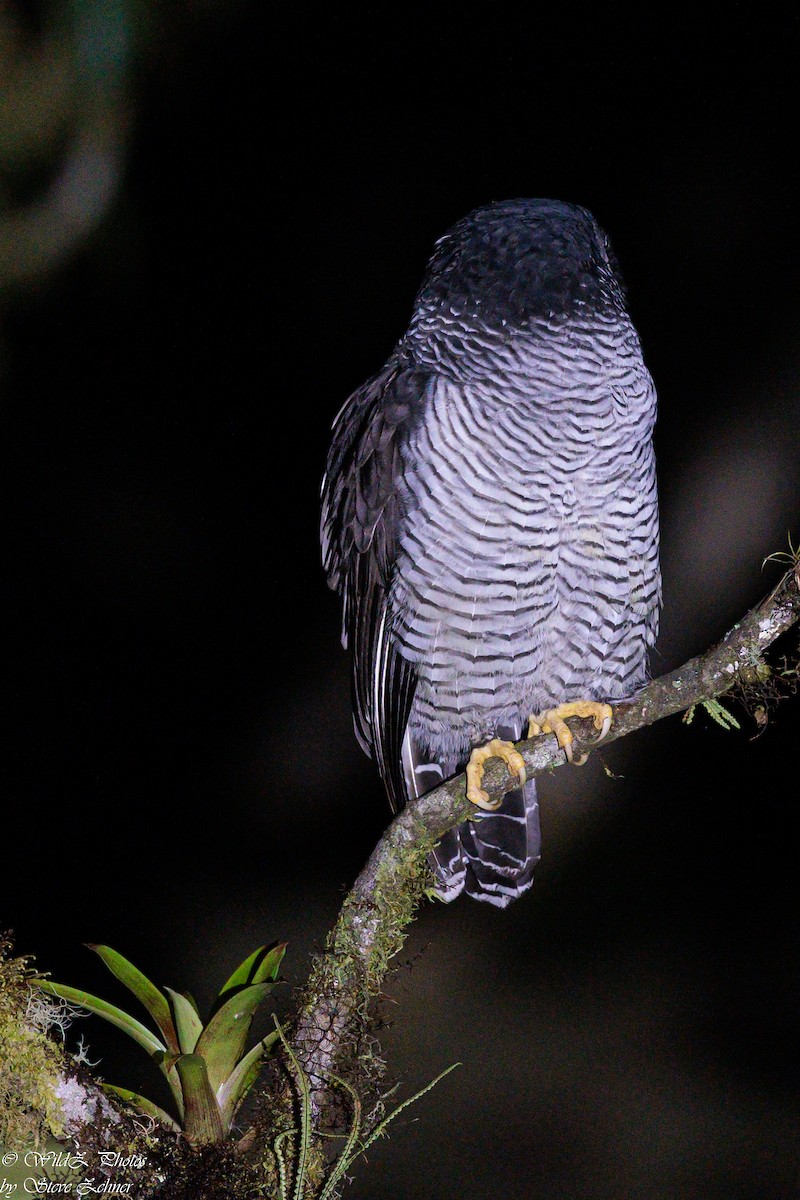 Black-and-white Owl - ML608298396