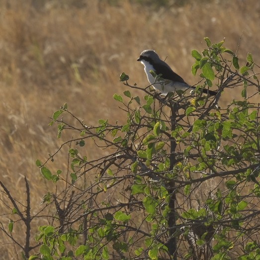 Gray-backed Fiscal - ML608298411