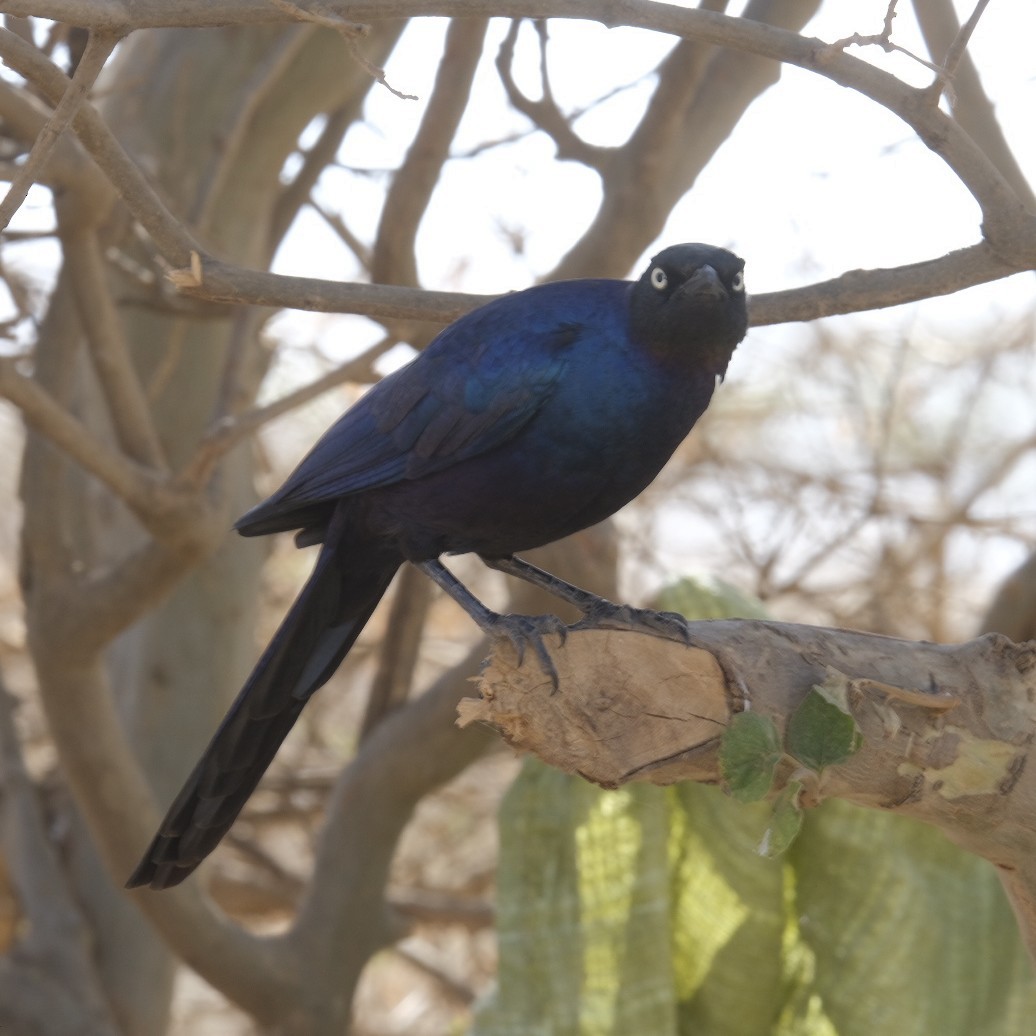 Rüppell's Starling - ML608298418