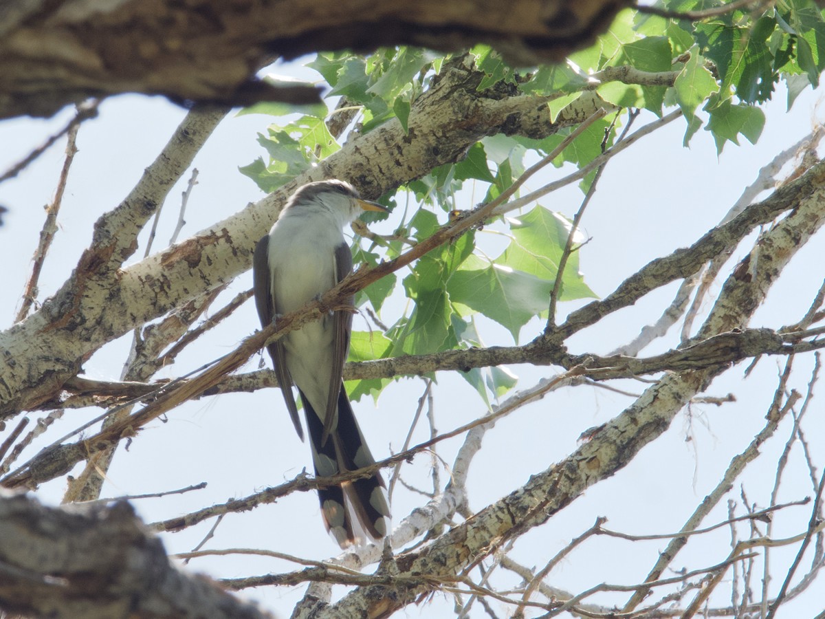 Yellow-billed Cuckoo - ML608298428