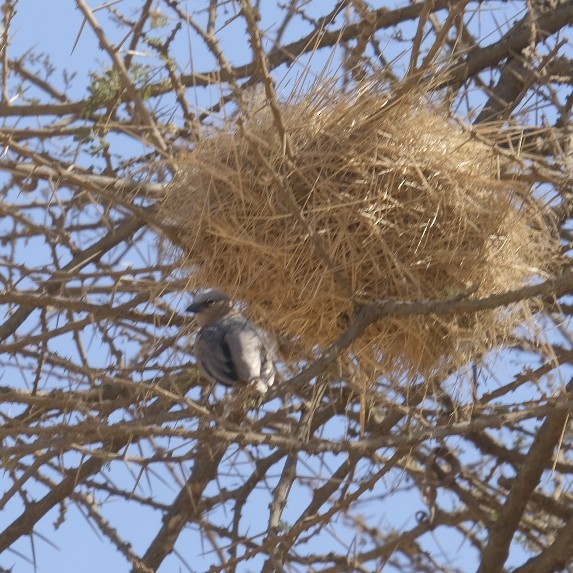 Gray-capped Social-Weaver - ML608298431