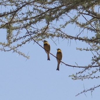 Little Bee-eater - ML608298448