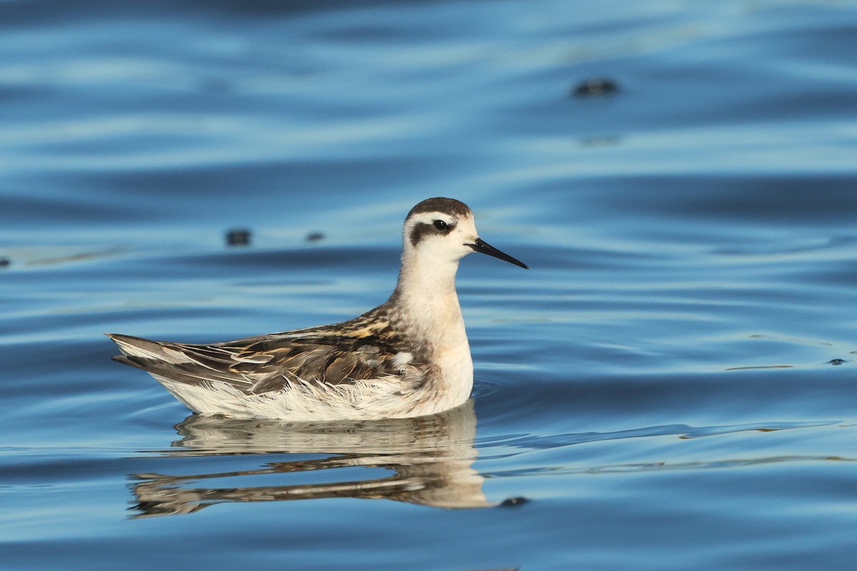 Red-necked Phalarope - ML608298499