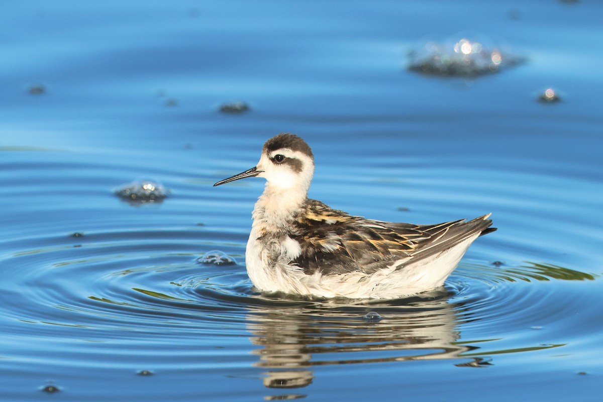 Red-necked Phalarope - ML608298502