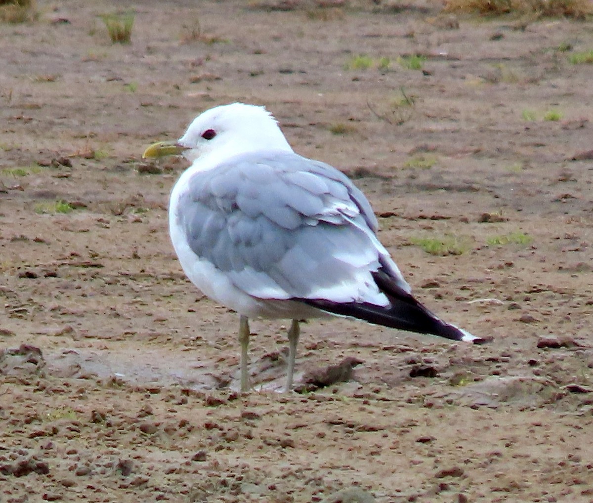 Common Gull - Alfonso Luengo