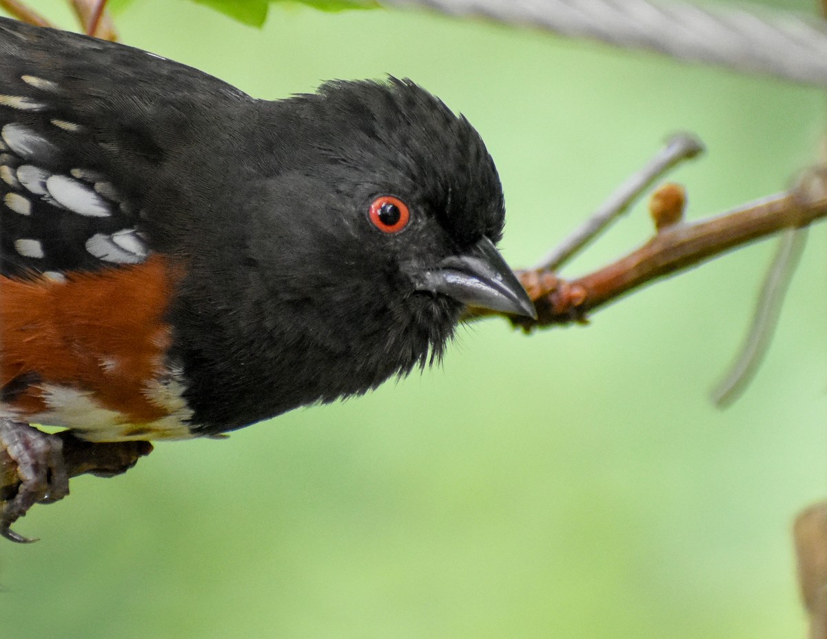 Spotted Towhee (oregonus Group) - Eric Konkol