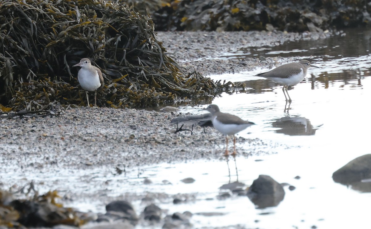 Spotted Sandpiper - ML608298740