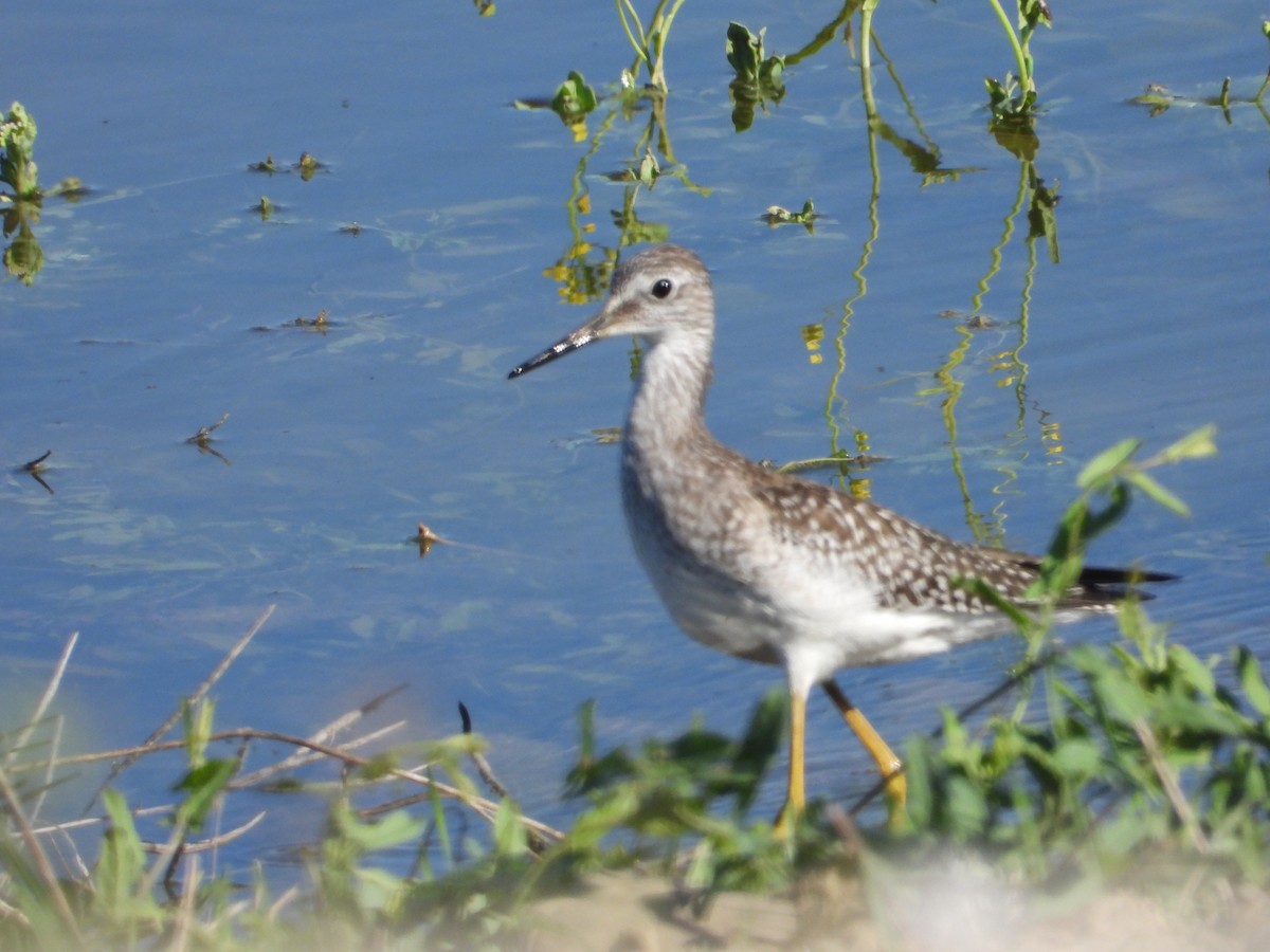 Lesser Yellowlegs - ML608298810