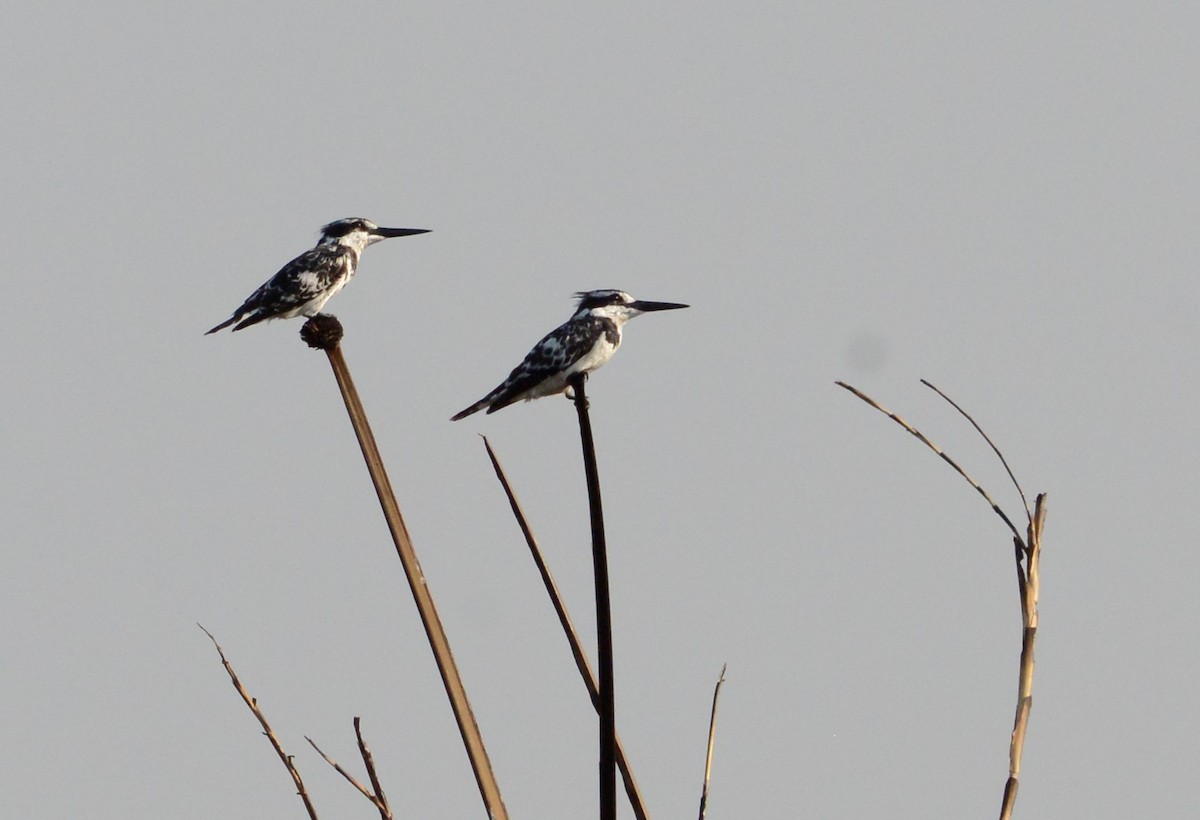 Pied Kingfisher - ML608298945