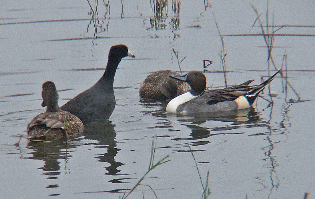 Northern Pintail - ML608298977