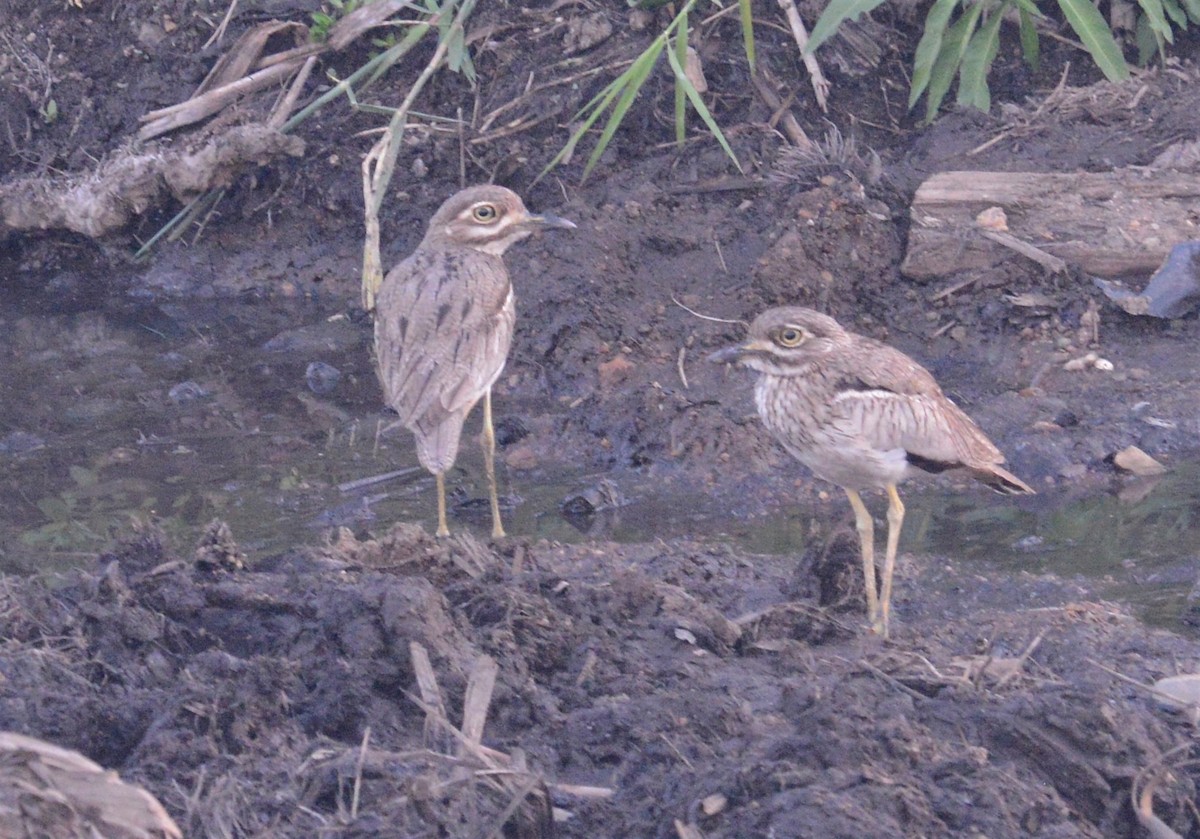 Water Thick-knee - ML608298993