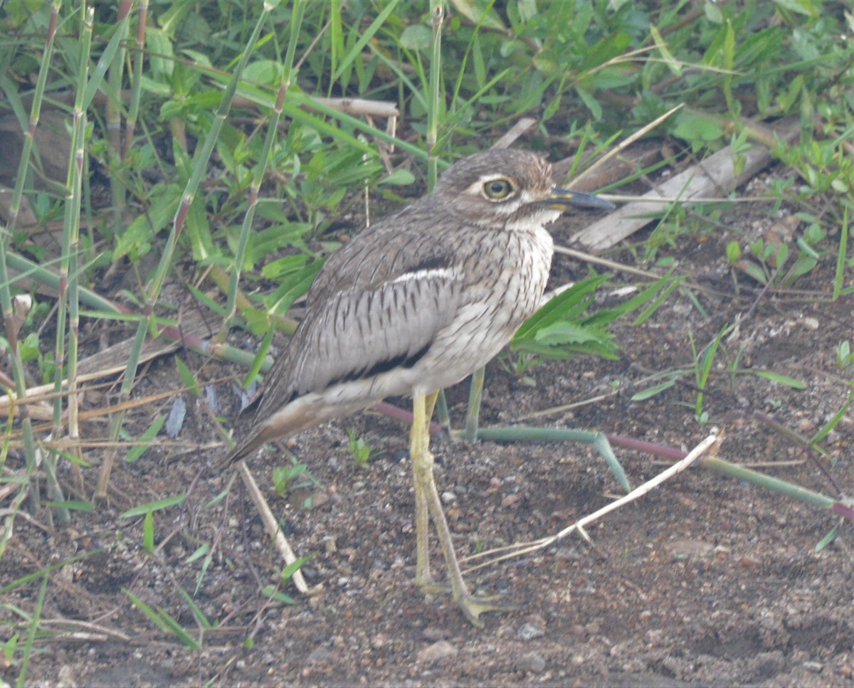 Water Thick-knee - ML608298994