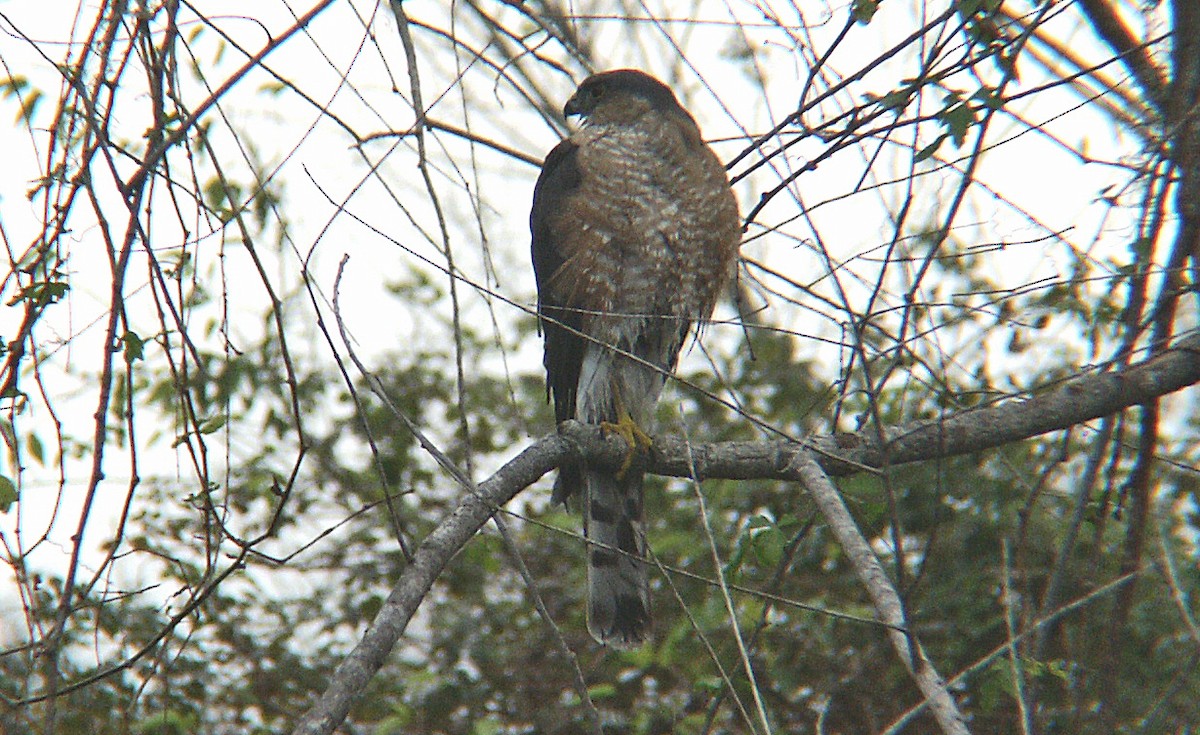 Cooper's Hawk - ML608299022
