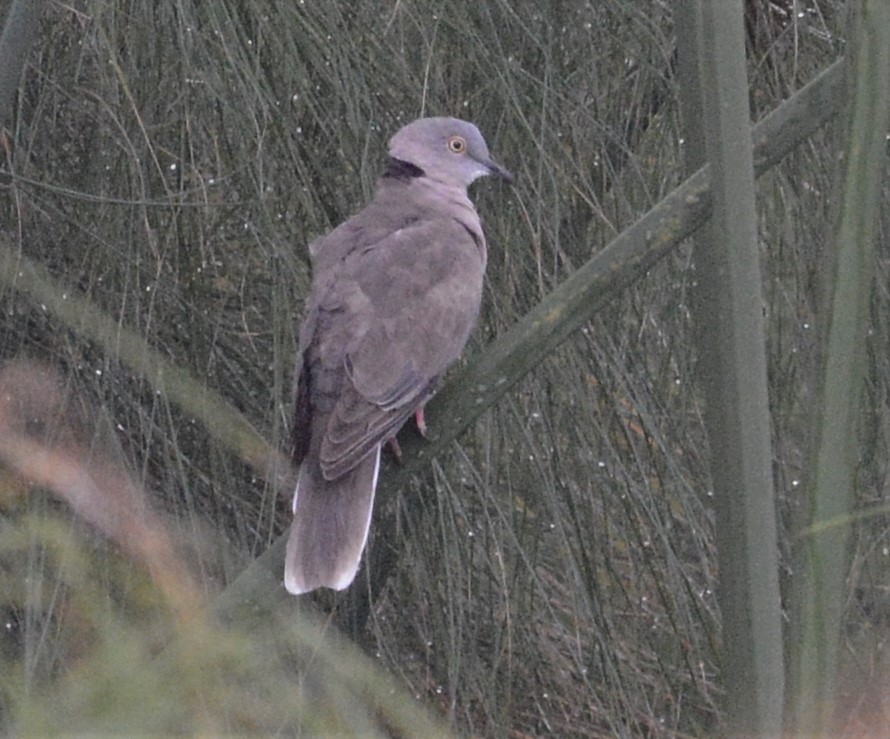 Mourning Collared-Dove - ML608299065