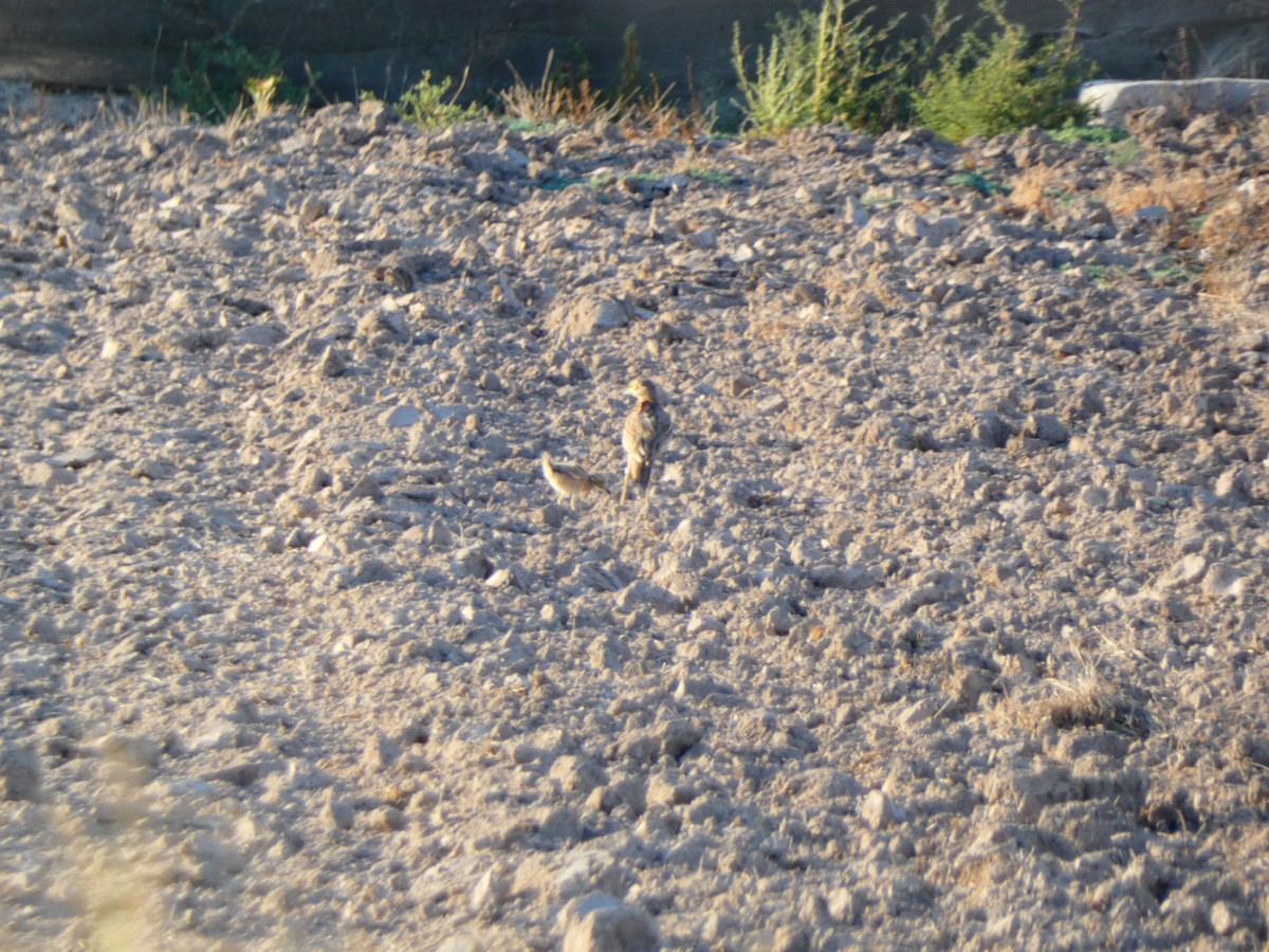 Eurasian Thick-knee - ML608299116