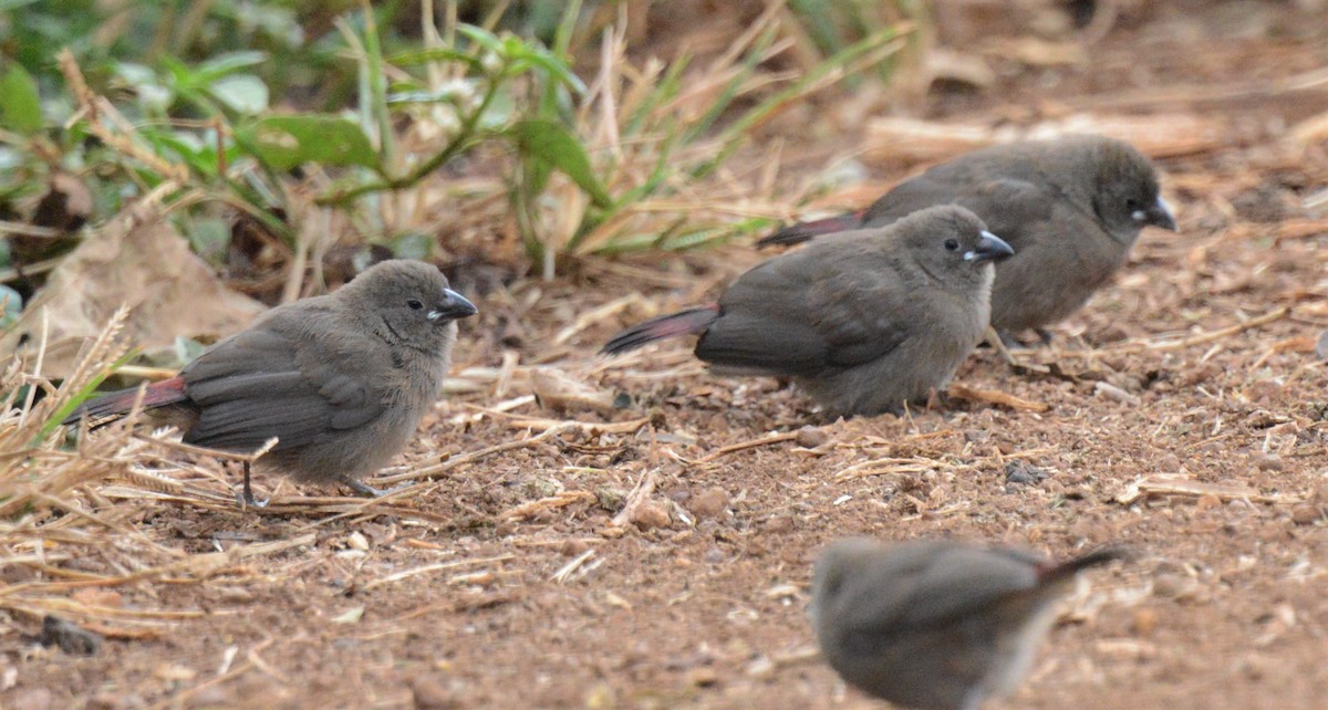 Bar-breasted Firefinch - ML608299216