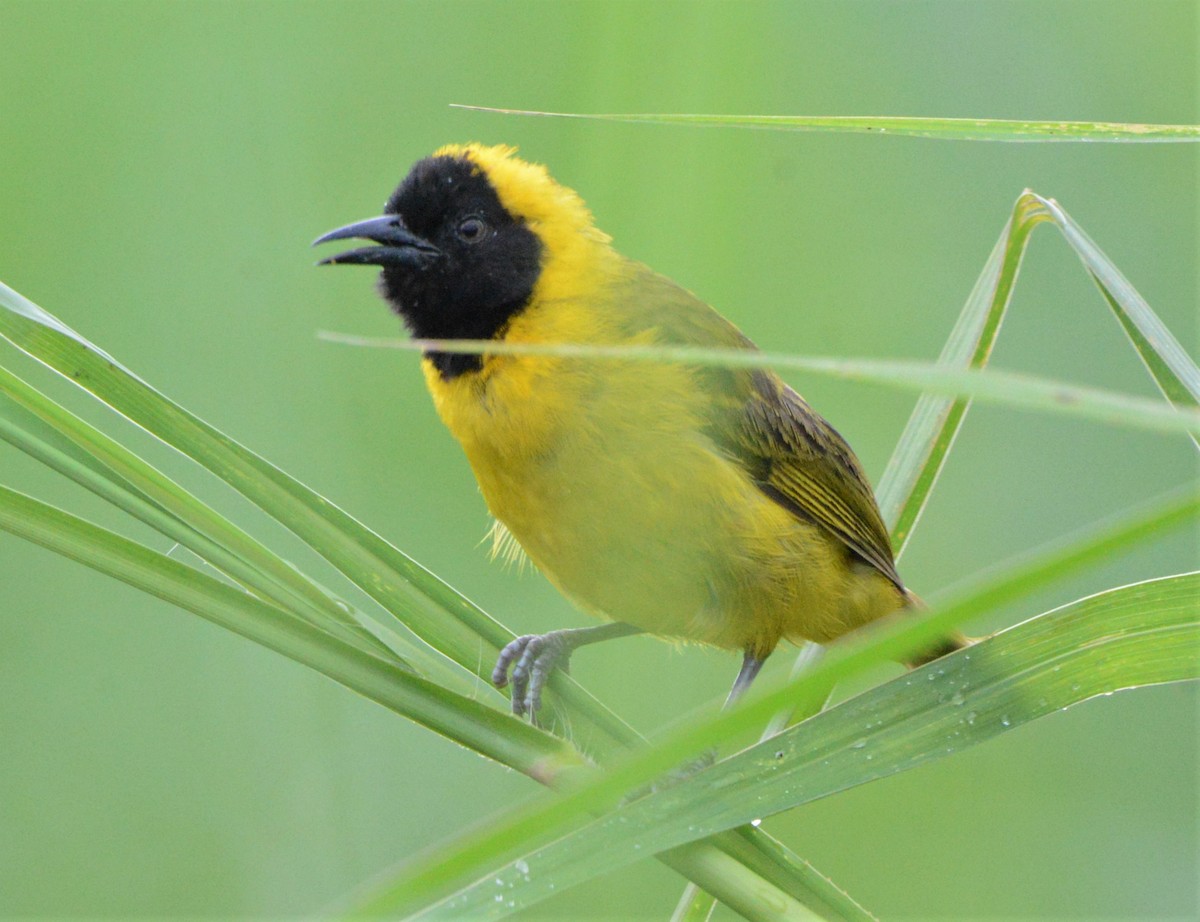 Slender-billed Weaver - ML608299224