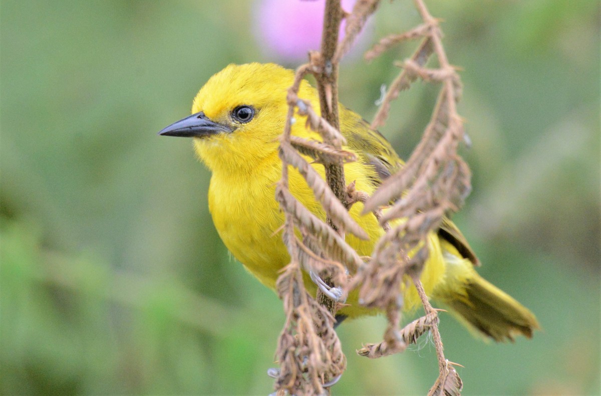 Slender-billed Weaver - ML608299226