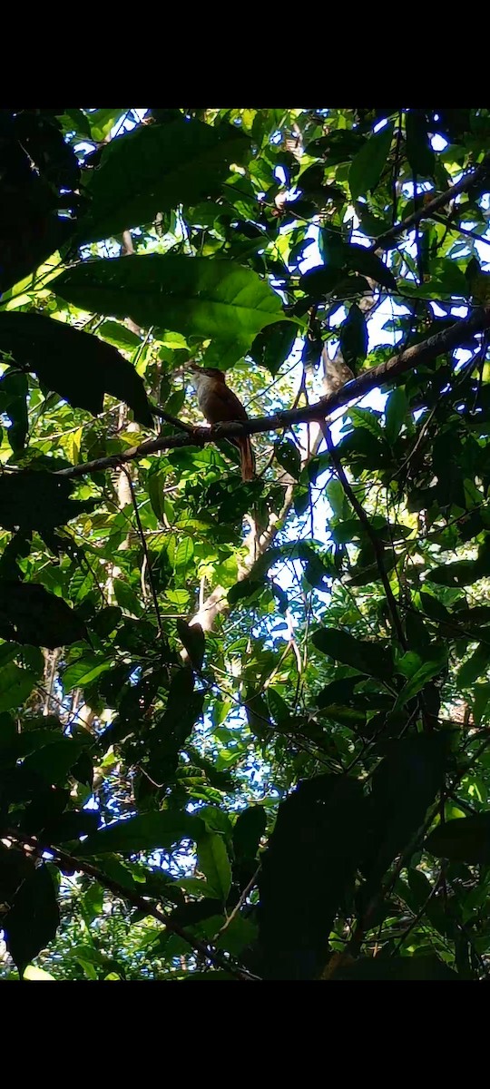 White-eyed Foliage-gleaner - Candido Nicolás Baraldo