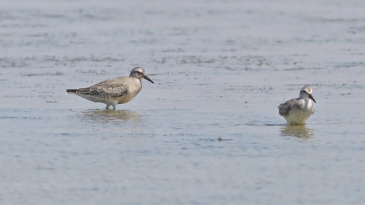 Red Knot - Fatih Izler