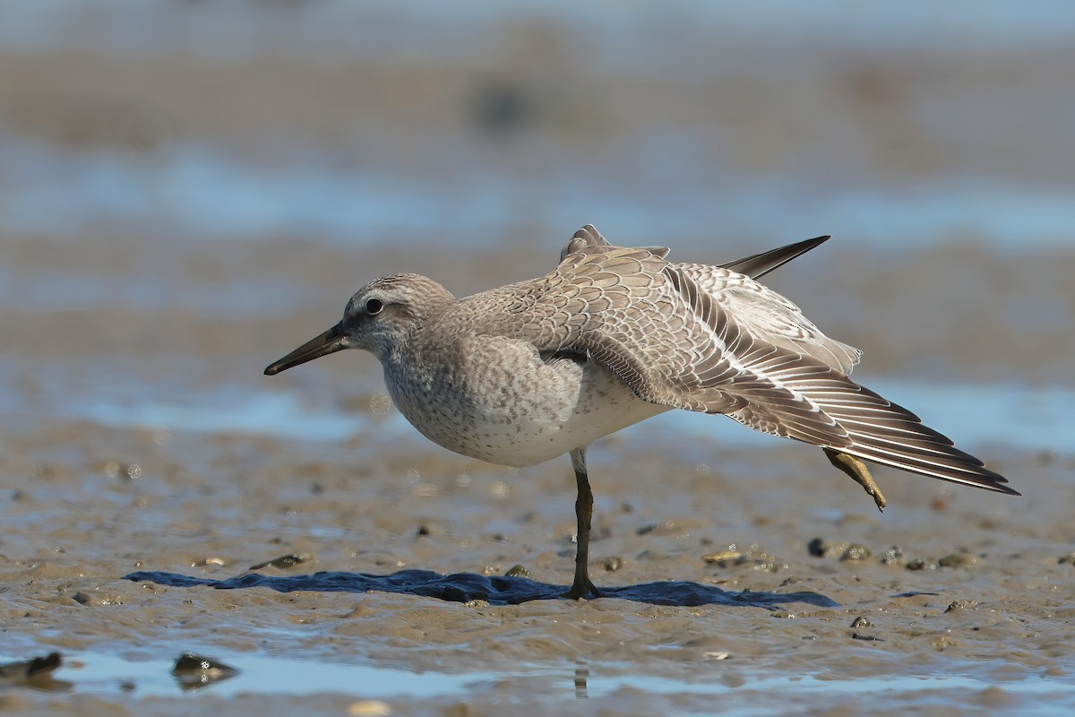 Red Knot - ML608299390