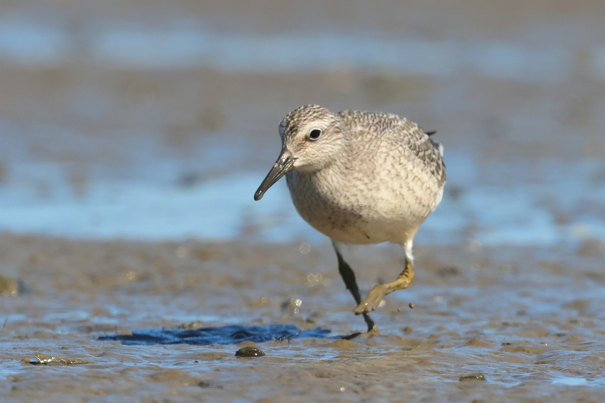 Red Knot - ML608299395