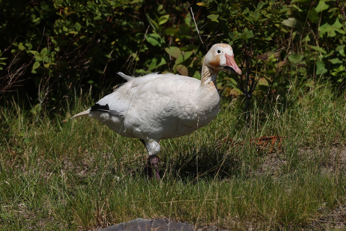 Snow Goose - ML608299418