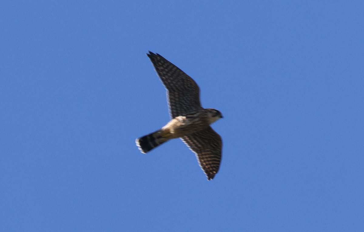 Peregrine Falcon - ML608299435