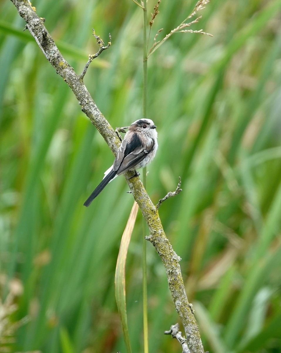 Long-tailed Tit - ML608299575