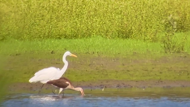 White Ibis - ML608299600