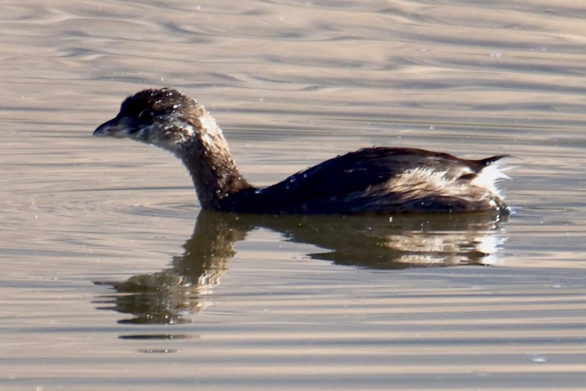 Pied-billed Grebe - ML608299646