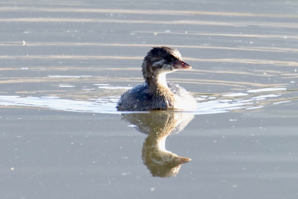 Pied-billed Grebe - ML608299647