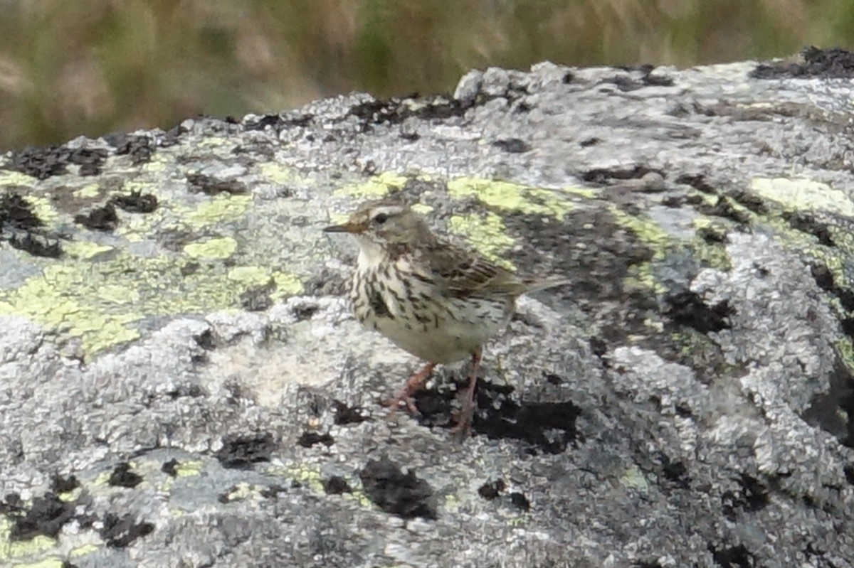 Meadow Pipit - Mark Haindfield