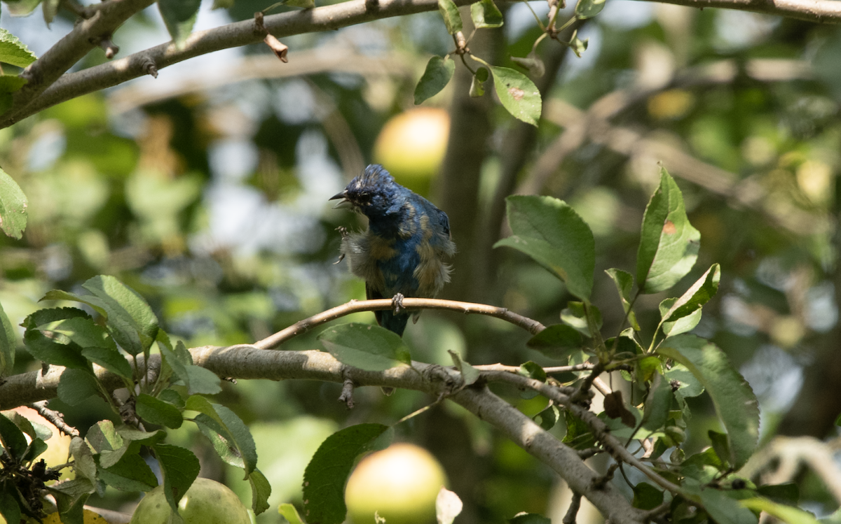 papežík indigový - ML608299819