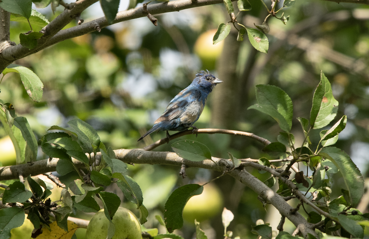 papežík indigový - ML608299820