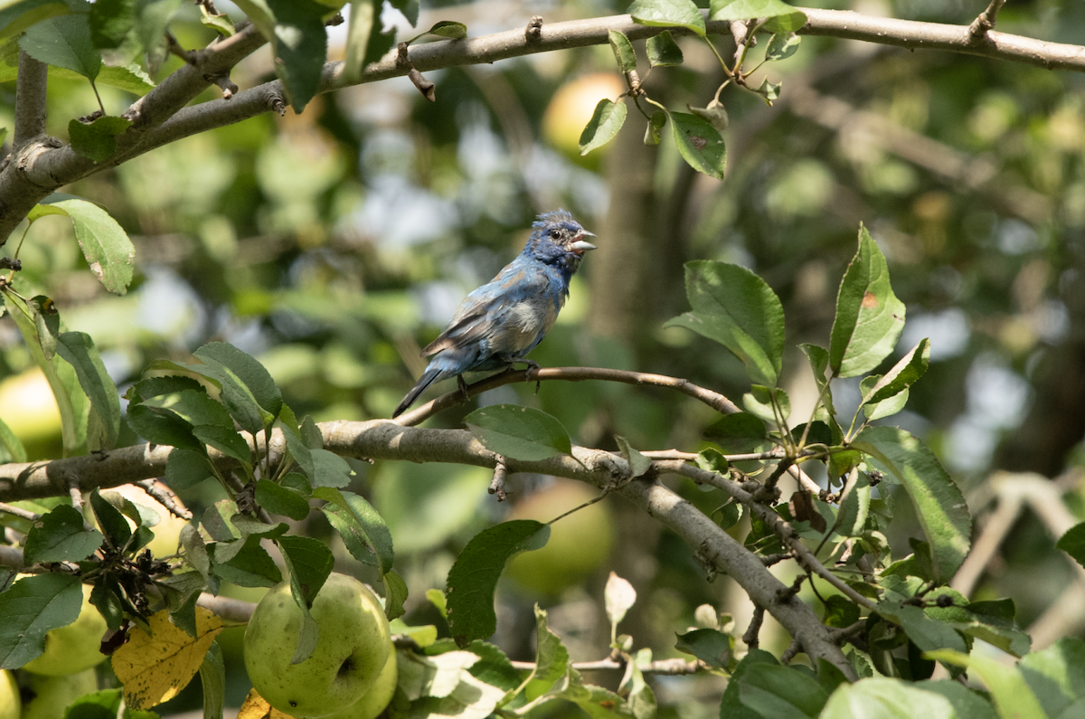 papežík indigový - ML608299822