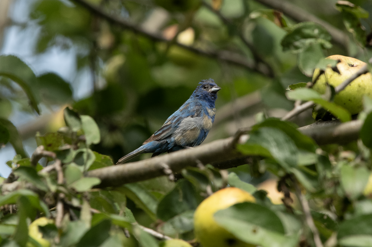 papežík indigový - ML608299824