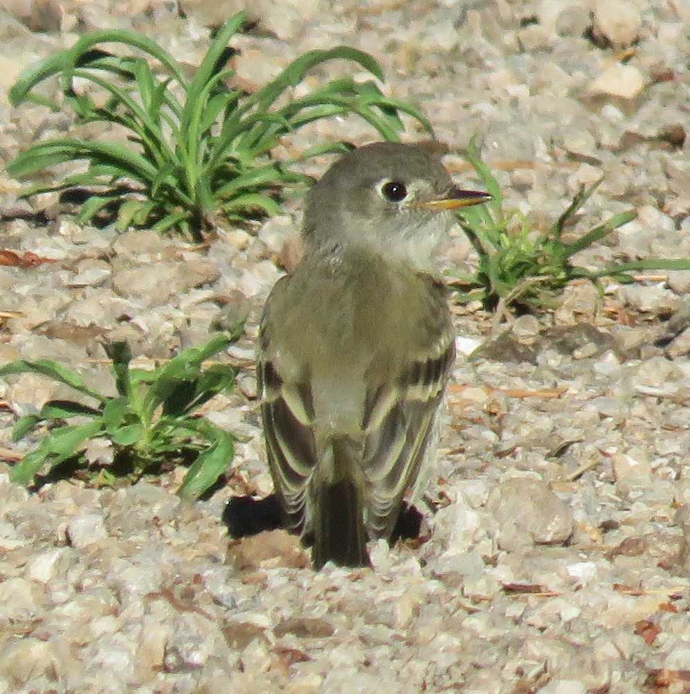 Western Flycatcher (Cordilleran) - Robin Gurule