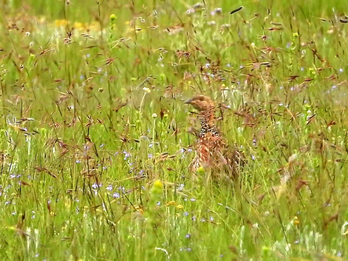 Red-winged Francolin - ML608299842