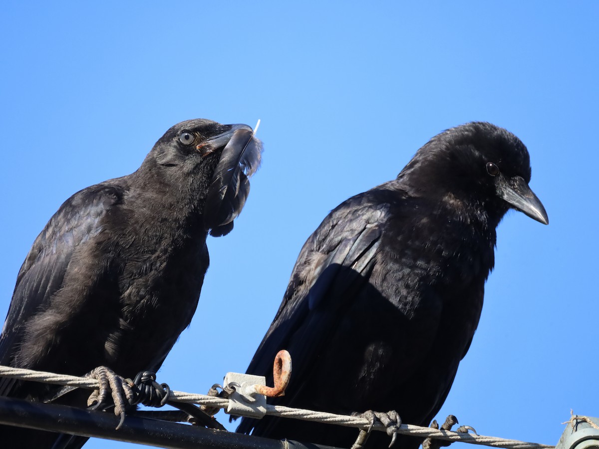 American Crow - ML608299930