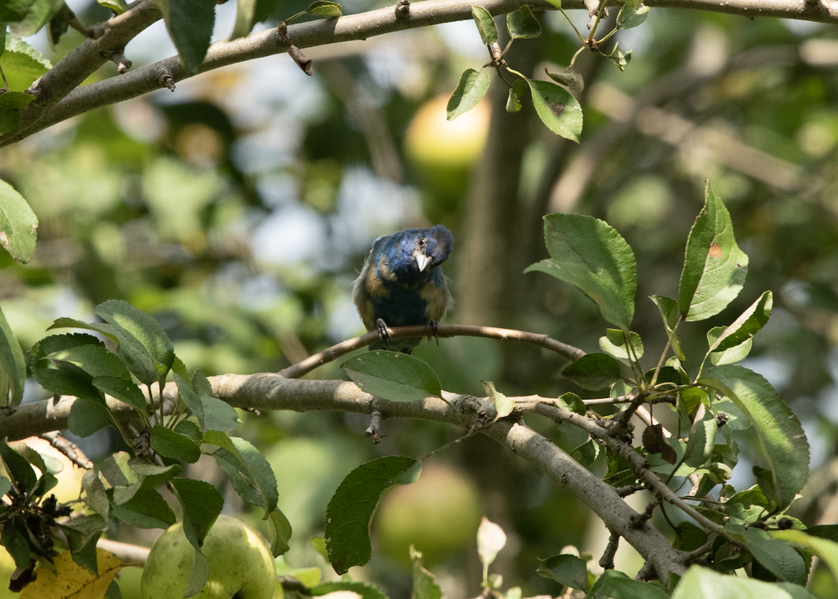 papežík indigový - ML608299931