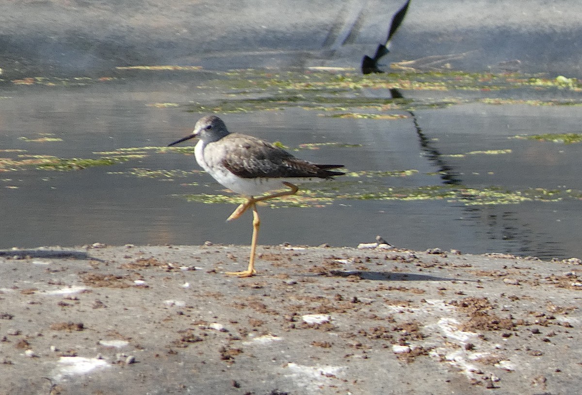 Lesser Yellowlegs - ML608299964