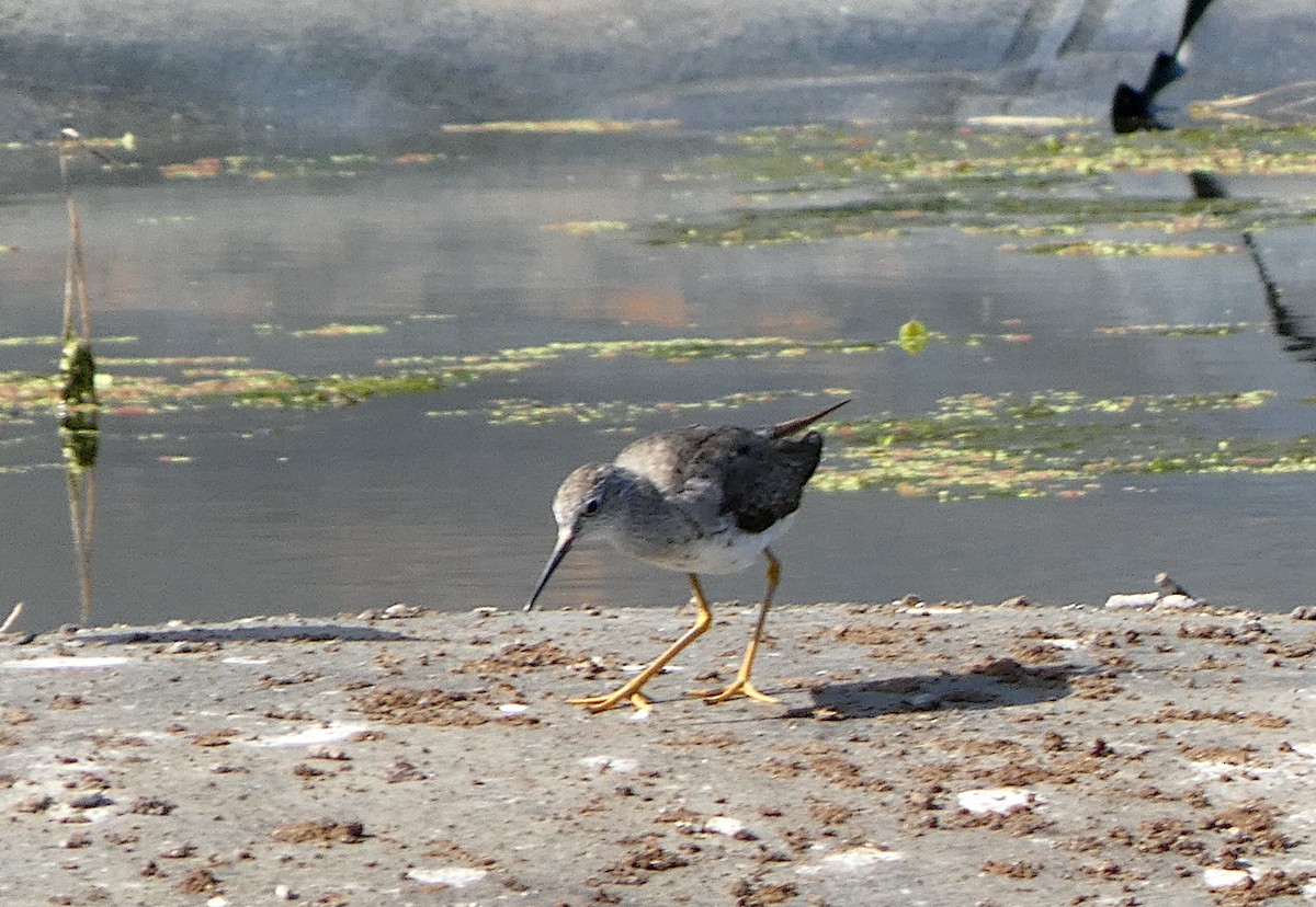 Lesser Yellowlegs - ML608299965