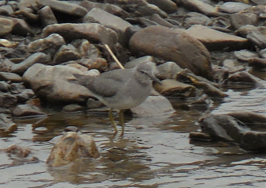 Wandering Tattler - Robin Gurule