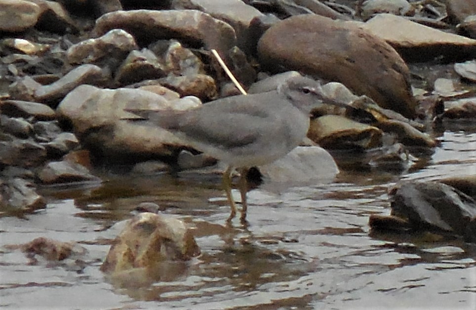 Wandering Tattler - ML608300034